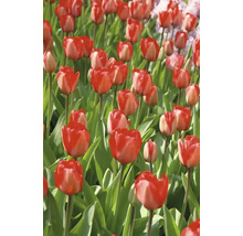 Tulipány FloraSelf 'Red Impression' 11/12 10 ks