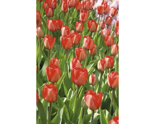 Pole s červenými tulipány
