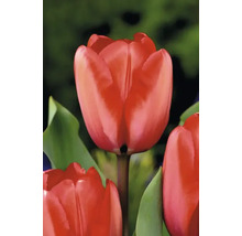 Tulipány FloraSelf 'Red Impression' 11/12 10 ks