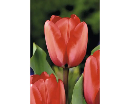 Detail červeného květu tulipánu