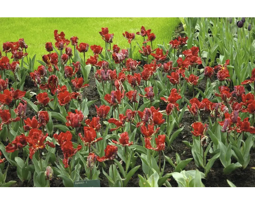 Záhon s červenými papouščími tulipány