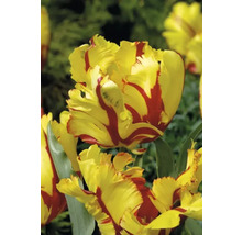 Žlutočervený květ tulipánu v detailu