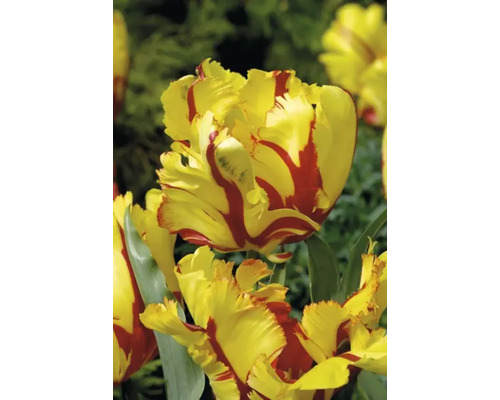 Žlutočervený květ tulipánu v detailu