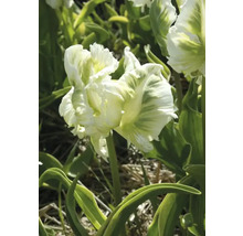 Plnokvětá tulipán s bílo-zelenými okvětními lístky na zahradě