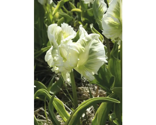 Plnokvětá tulipán s bílo-zelenými okvětními lístky na zahradě