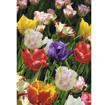 Detailní pohled na skupinu různobarevných tulipánů v zahradním záhonu.