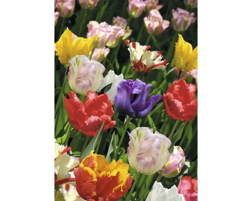 Detailní pohled na skupinu různobarevných tulipánů v zahradním záhonu.