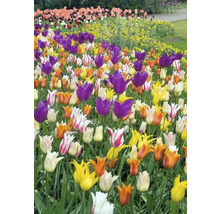 Tulipány liliovité mix 11/12 FloraSelf 10 ks