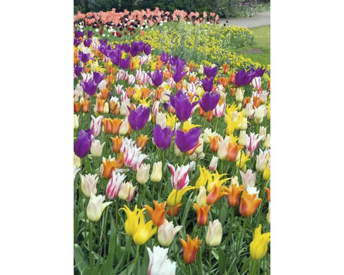 Květinový záhon s tulipány v různých barvách