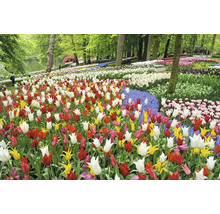 Pohled na pole barevných tulipánů v parku.