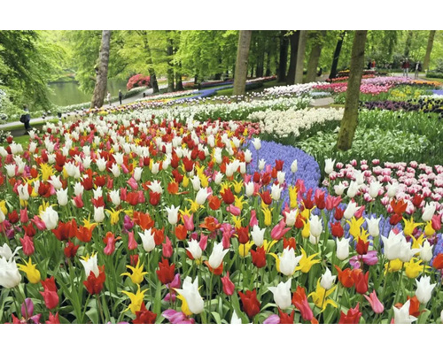 Pohled na pole barevných tulipánů v parku.