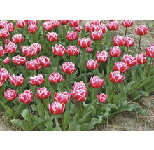 Pole s červenými a bílými tulipány