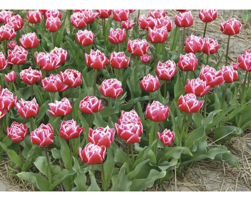 Pole s červenými a bílými tulipány