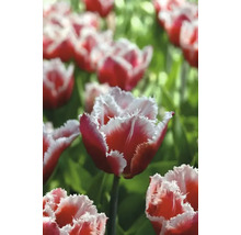 Tulipány FloraSelf 'Canasta' 11/12 10 ks