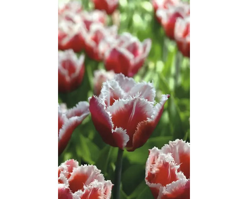 Detail červených a bílých tulipánů se střapatými okvětními lístky