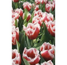 Pole červenobílých tulipánů