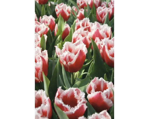 Pole červenobílých tulipánů