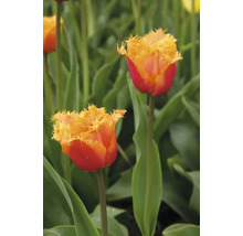 Tulipány FloraSelf 'Crispa Lambada' 10 ks