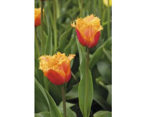 Detailní záběr dvou červenožlutých tulipánů na zahradním záhonu.