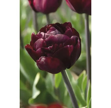 Detailní záběr tmavě červeného tulipánu v zahradě.