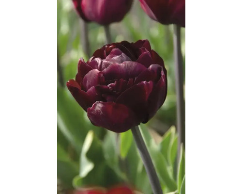 Detailní záběr tmavě červeného tulipánu v zahradě.