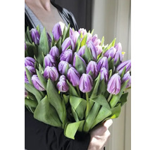 Tulipány FloraSelf 'Flaming Flag' 10 ks