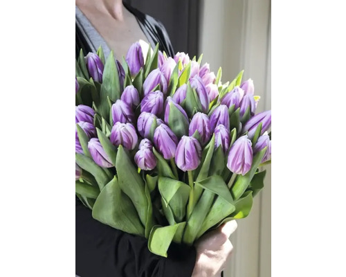 Kytice fialových tulipánů se zelenými listy