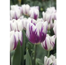 Detail bílých tulipánů s fialovou kresbou
