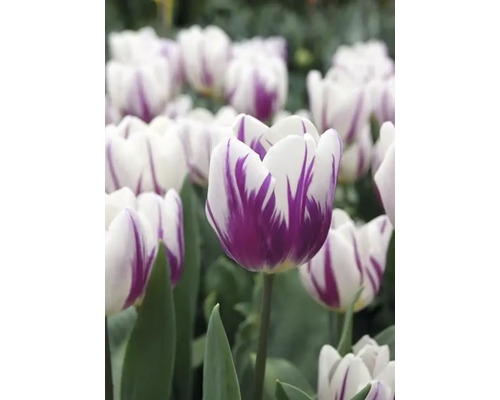Detail bílých tulipánů s fialovou kresbou