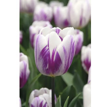 Tulipány FloraSelf 'Flaming Flag' 10 ks
