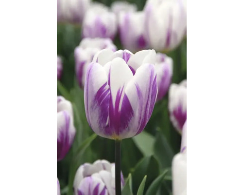 Detail bílo-fialového tulipánu