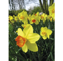 Narcisy 12/14 FloraSelf 'Fortune' 5 ks