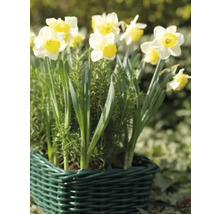 Narcisy FloraSelf 'Ice Follies' 12/14 5 ks