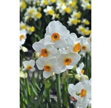 Narcisy FloraSelf 'Geranium' 5 ks