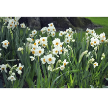 Narcisy FloraSelf 'Geranium' 5 ks