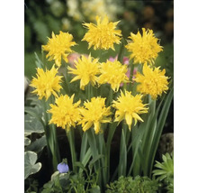 Narcisy FloraSelf 'Rip van Winkle' 10/11 6 ks