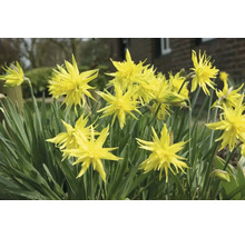 Narcisy FloraSelf 'Rip van Winkle' 10/11 6 ks