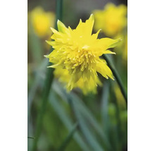 Narcisy FloraSelf 'Rip van Winkle' 10/11 6 ks
