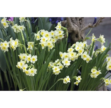 Narcisy FloraSelf 'Minnow' 10/11 6 ks