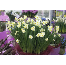 Narcisy FloraSelf 'Minnow' 10/11 6 ks