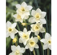 Narcisy FloraSelf 'Pueblo' 10'/11 5 ks