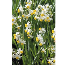 Detailní pohled na narcisy Tazetta v zahradním záhonu