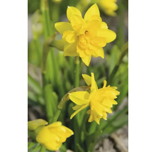 Narcisy FloraSelf 'Tête Bouclé' 10/12 5 ks