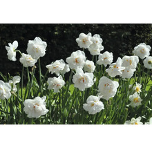 Narcisy FloraSelf 'Acropolis' 5 ks
