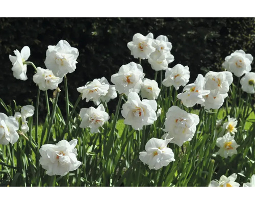 Detail bílých narcisů na zahradním záhonu