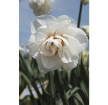 Narcisy FloraSelf 'Acropolis' 5 ks