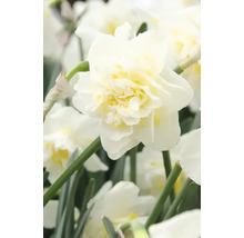 Narcisy FloraSelf 'White Lion' 5 ks