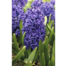 Hyacinty orientální FloraSelf 'Orientalis' tmavě modré 5 ks