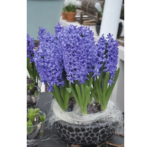 Hyacinty v ozdobném květináči