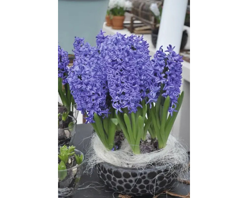 Hyacinty v ozdobném květináči